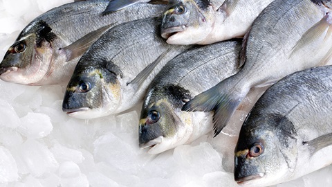 Poissons : en savoir plus